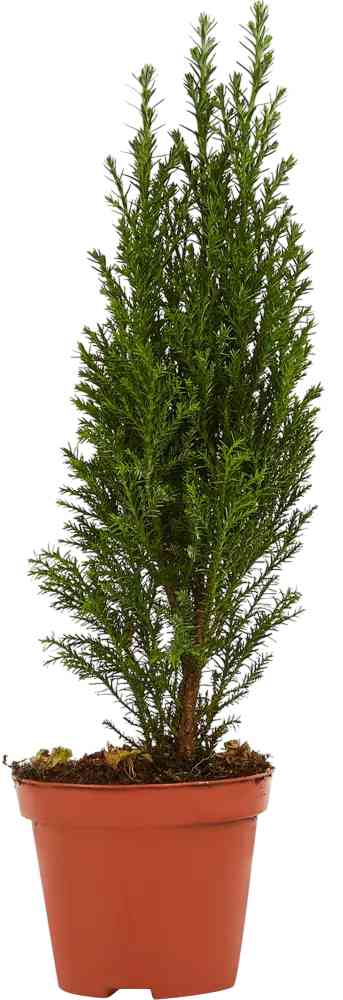 Кипарисовик Элвуди D9
Кипарисовик Элвуди D9