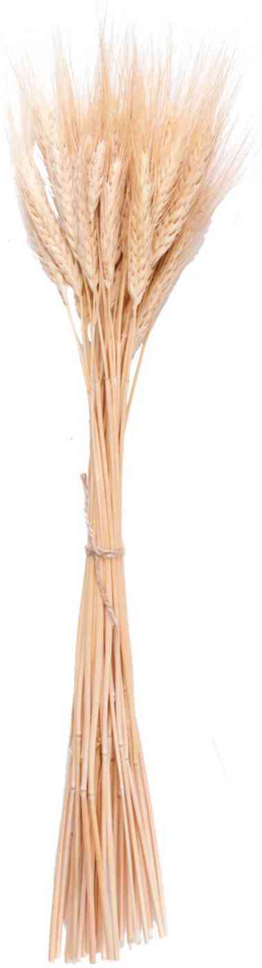Букет сухоцветов из колосьев Колхоз Луч Пшеница натуральная 390₽