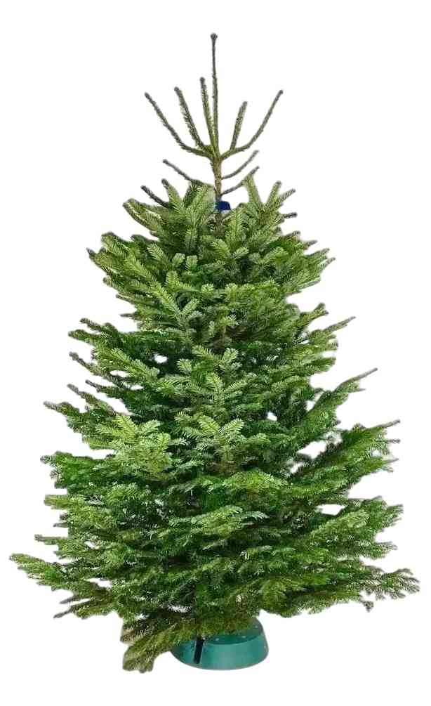 

Пихта Нордмана сруб