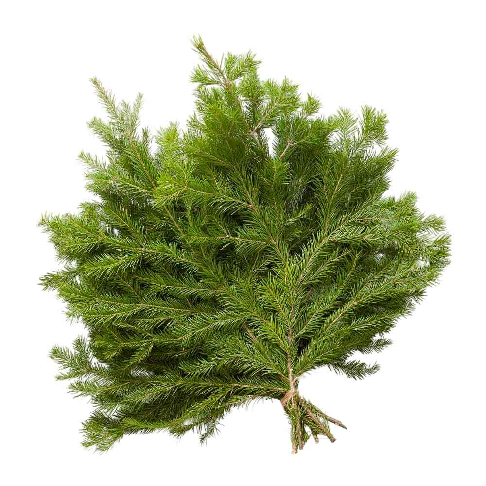 

Букет из 5 веток пихты сибирской