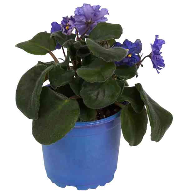 

Сенполия D10