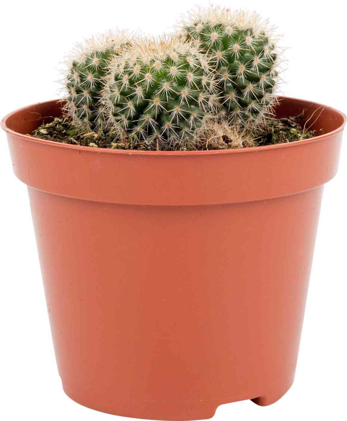 Кактусы Купить Интернет Магазин Недорого