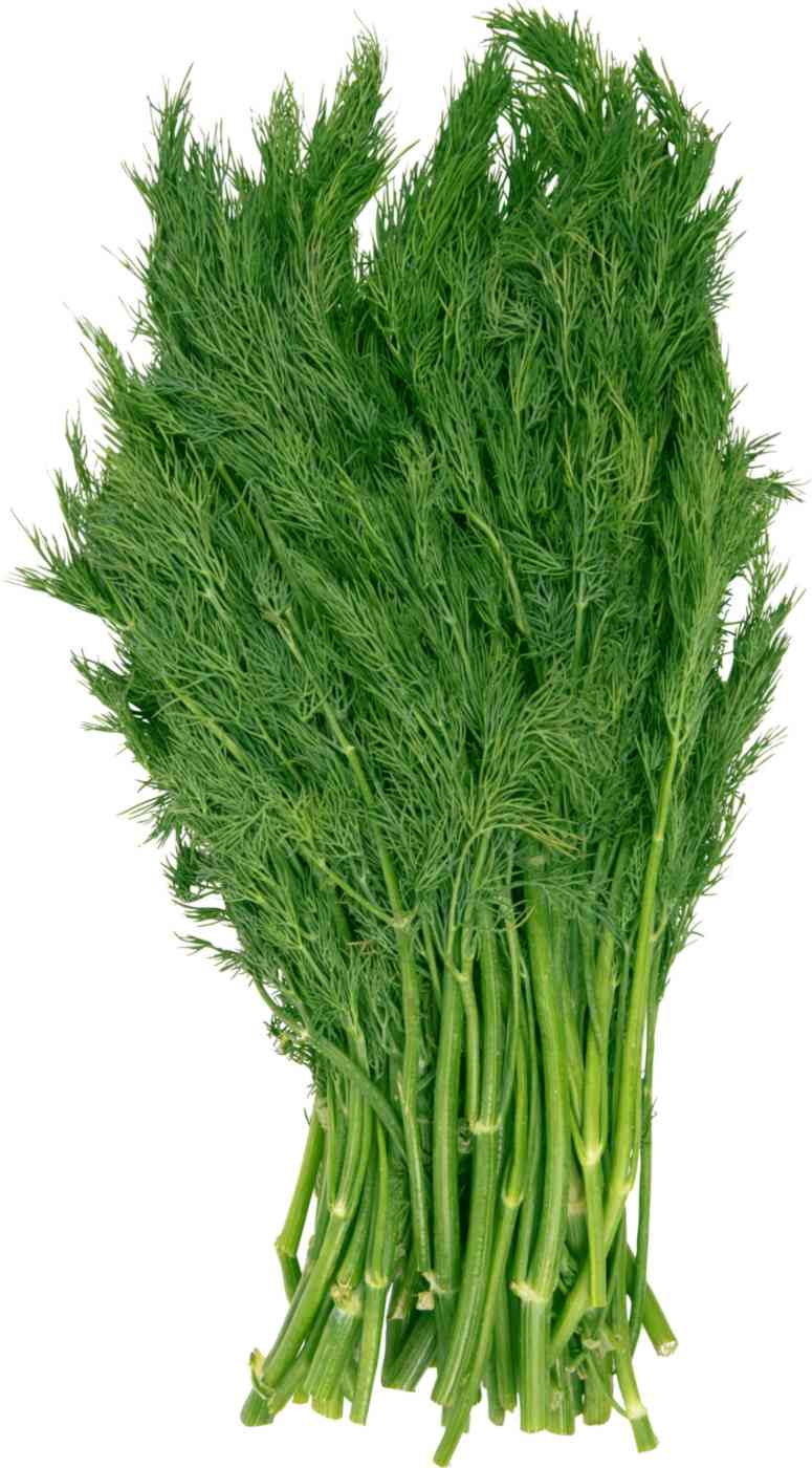 

Укроп Глобус свежий