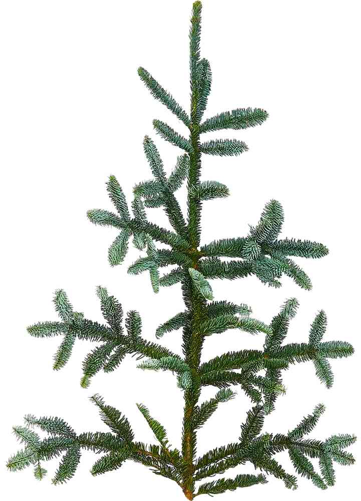 

Ветка пихты Нордмана