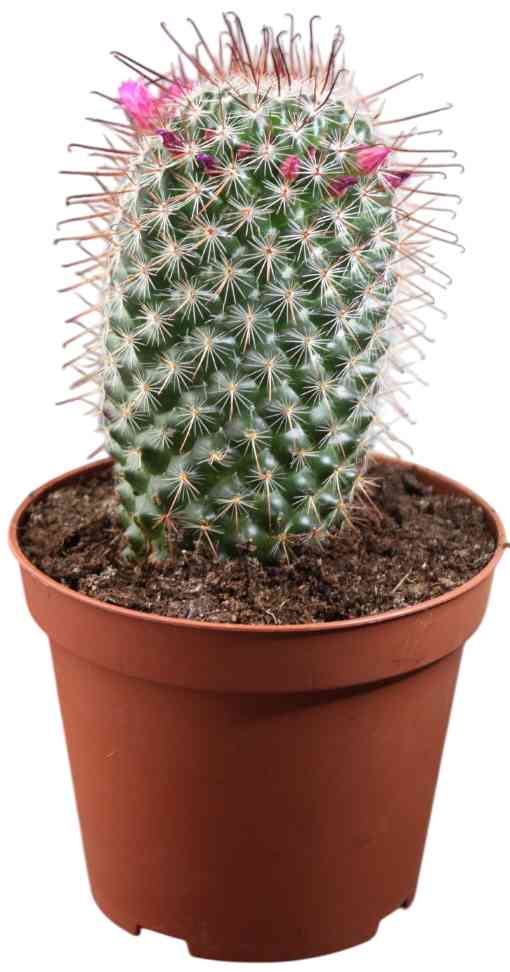 

Кактус Маммилярия