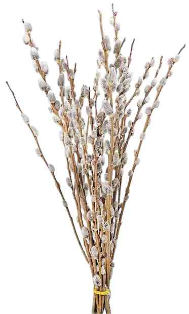 

Верба пучок срез