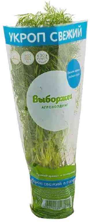 

Укроп Выборжец в горшочке