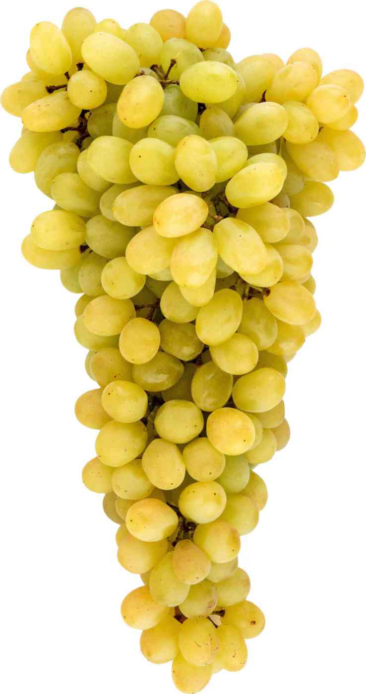 

Виноград кишмиш