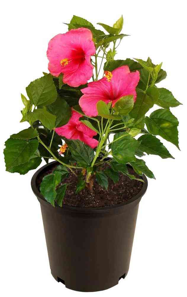 

Гибискус D12 сорт в ассортименте