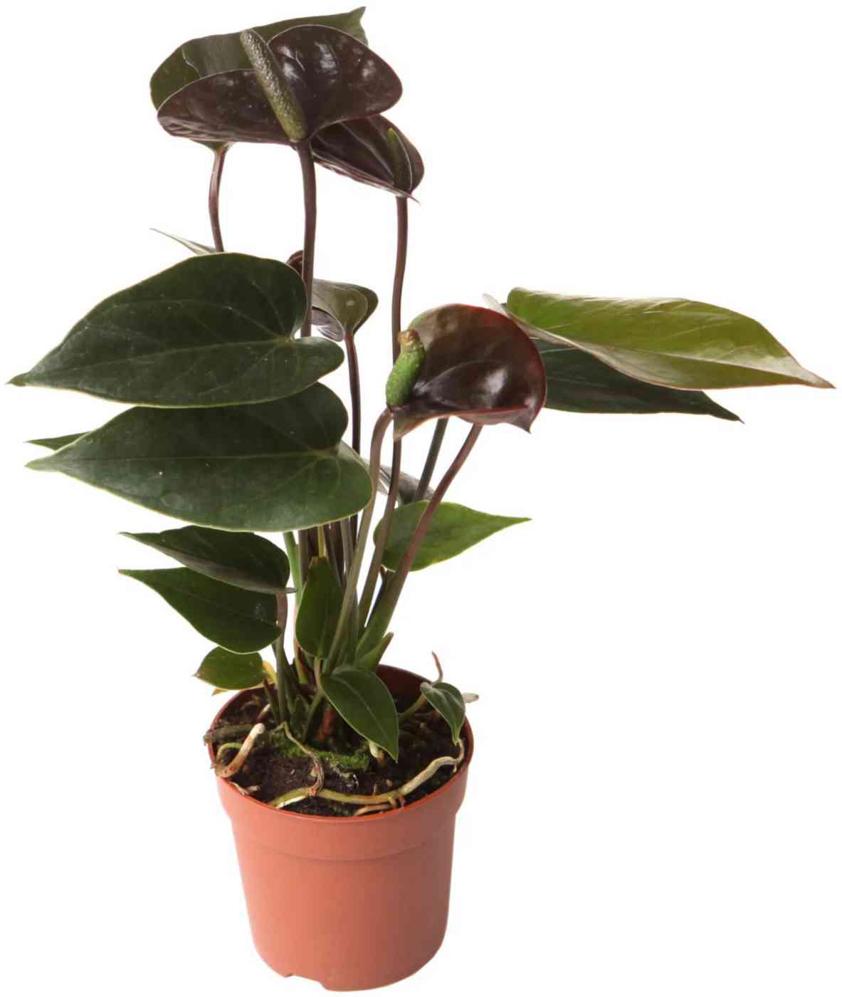 

Антуриум Блэк Лав D12