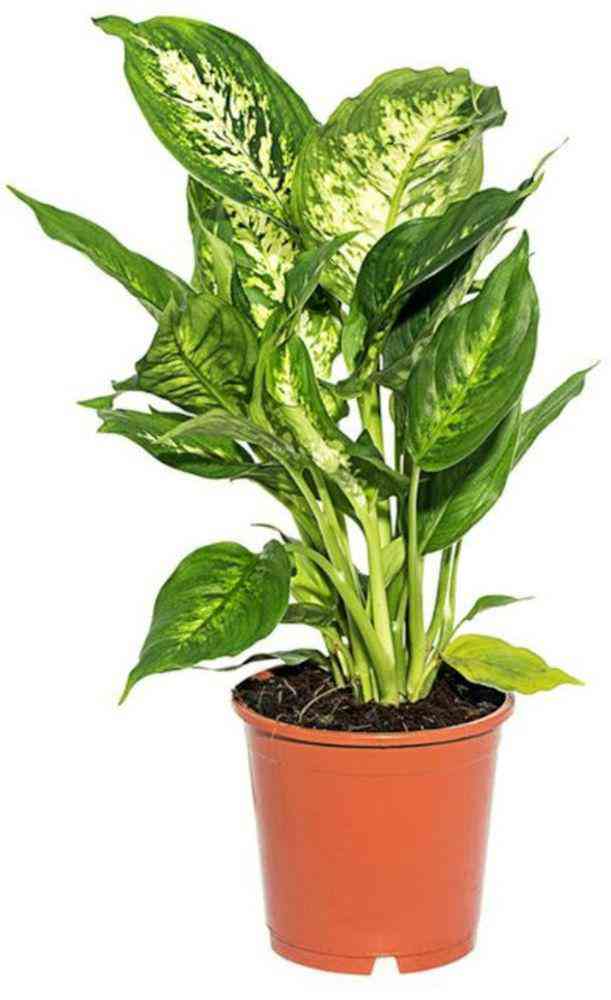 

Диффенбахия Микс