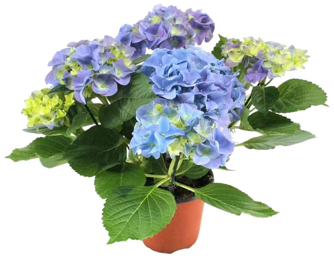

Гортензия Макрофилла